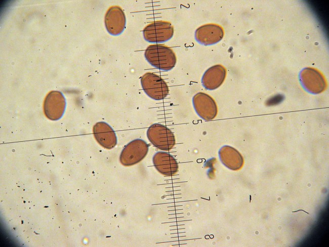 Psathyrella da determinare (Cfr. P. spadiceogrisea)